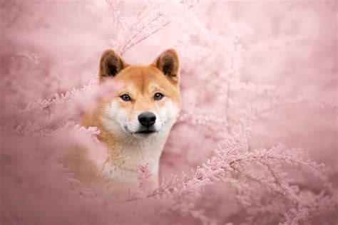 shiba inu photography|Shiba inu hi